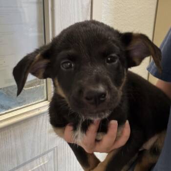 Amy -  Terrier and Mixed Breed Dog for Adoption in Pagosa Springs, Colorado - Amy | PetCurious