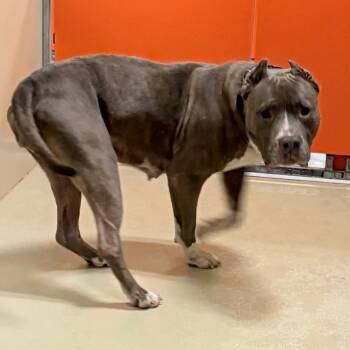 Mixed Breed Dogs Available for Adoption in Philadelphia, Pennsylvania - Mara | PetCurious