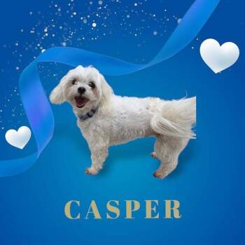 Casper -  Maltese Dog Available for Adoption in York, Nebraska - Casper | PetCurious