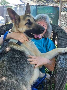 Jerry Lee -  German Shepherd Dog Dog for Adoption in Fulton, California - Jerry Lee | PetCurious