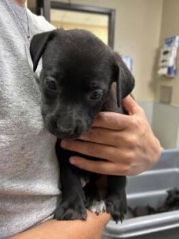 Hera -  Labrador Retriever and Mixed Breed Dog for Adoption in Kansas City, Missouri - Hera | PetCurious