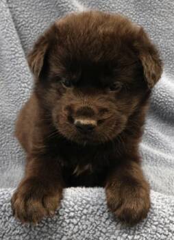 Shepherd Dogs Available for Adoption in Thief River Falls, Minnesota - Yeo | PetCurious