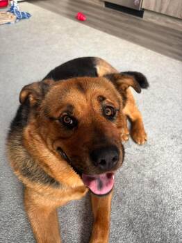 Nala -  Labrador Retriever and Husky Dog for Adoption in Toronto, Ontario - Nala | PetCurious