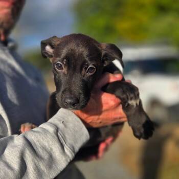 CT Pete avail Sep 26 (Cropley