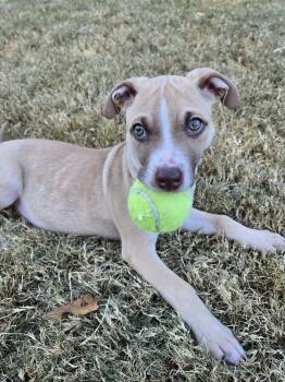 Rescue Terrier Dogs for Adoption in Greenville, South Carolina - Caramel | PetCurious