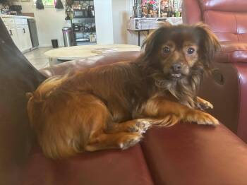 Giovanni -  Pekingese and Papillon Dog for Adoption in Metairie, Louisiana - Giovanni | PetCurious