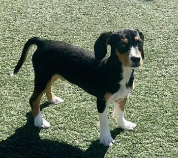 Beagle and Mixed Breed Dogs Available for Adoption - SILO | PetCurious