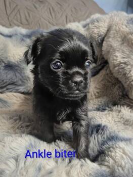 Anklebiter -  Chihuahua Dog for Adoption in Carson City, Nevada - Anklebiter | PetCurious
