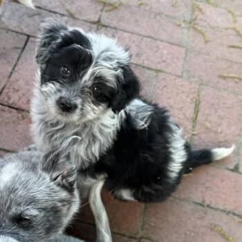 Maltipoo and Aussiedoodle Dogs Available for Adoption in Fresno, California - Maddie | PetCurious