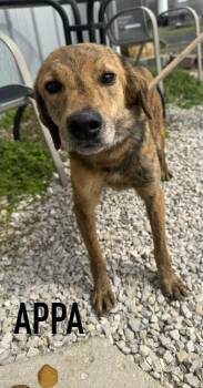 Mixed Breed Dogs Available for Adoption in Evansville, Indiana - Appa | PetCurious