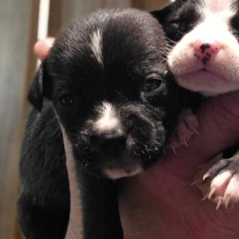 Oliver/ boy 3 -  Chihuahua Dog for Adoption in Goltry, Oklahoma - Oliver/ Boy 3 | PetCurious
