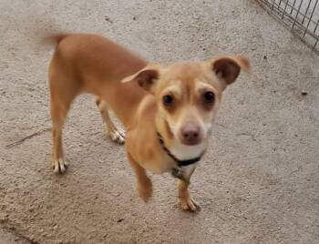Chihuahua Dogs Available for Adoption - Pip  | PetCurious