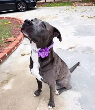 Pit Bull Terrier Dogs Available for Adoption - Lola | PetCurious
