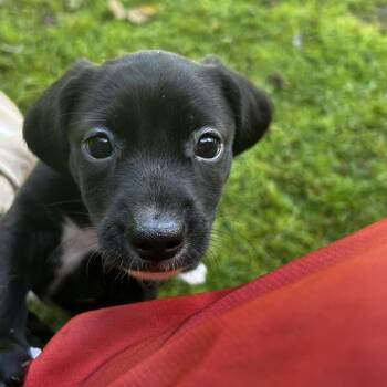 Jerry -  Feist Dog for Adoption in Spruce Pine, North Carolina - Jerry | PetCurious