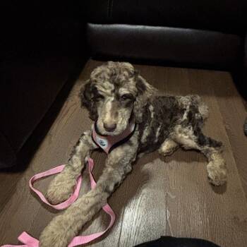 Aussiedoodle Dogs Available for Adoption - Cleo  | PetCurious