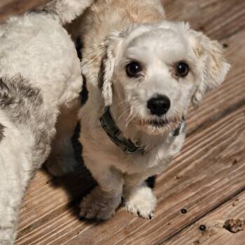 Bentley so il -  Havanese Dog for Adoption in Shiloh, Illinois - Bentley So Il | PetCurious