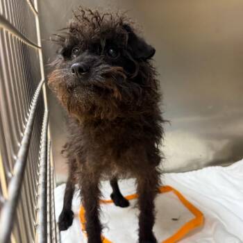 Chip -  Mixed Breed Dog for Adoption in Winston-salem, North Carolina - Chip | PetCurious