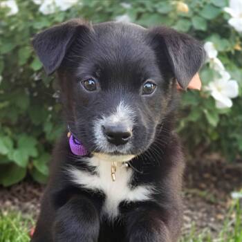 Cassin -  Mixed Breed Dog for Adoption in Itasca, Illinois - Cassin | PetCurious