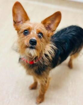 Enhyphen -  Mixed Breed Dog for Adoption in West Chester, Pennsylvania - Enhyphen | PetCurious
