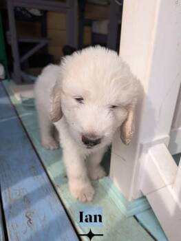 Ian -  Great Pyrenees Dog for Adoption in Berlin, New Jersey - Ian | PetCurious