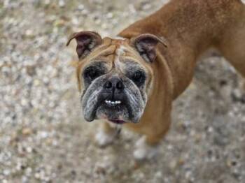 Muriel -  English Bulldog Dog for Adoption in Key West, Florida - Muriel | PetCurious
