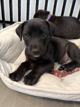 Zane - The Snuggle King -  Black Labrador Retriever Dog Available for Adoption in Carolina, Carolina - Zane - The Snuggle King | PetCurious