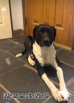 Noah -  Mixed Breed Dog for Adoption in Woodstock, Ontario - Noah | PetCurious