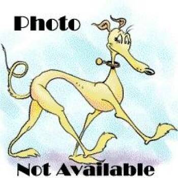 Azula -  Greyhound Dog for Adoption in Woodinville, Washington - Azula | PetCurious