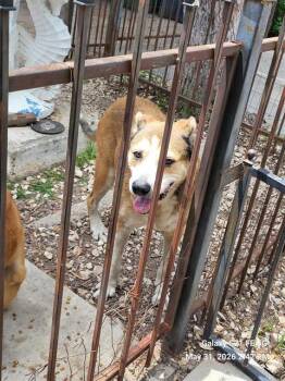 Labrador Retriever Dogs Available for Adoption in San Antonio, Texas - BETO | PetCurious