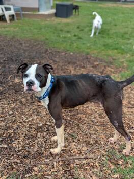 Rescue Mixed Breed Dogs for Adoption in Huntsville, Alabama - Phoenix | PetCurious
