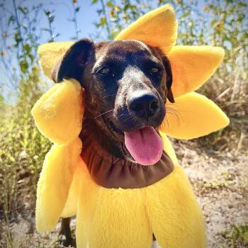 Rescue Labrador Retriever and Border Terrier Dogs for Adoption in Sugar Land, Texas - Poppy Rae | PetCurious