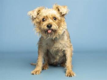 RINGO -  Yorkshire Terrier and Mixed Breed Dog for Adoption in Phoenix, Arizona - RINGO | PetCurious