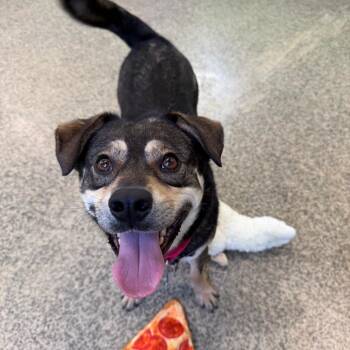 Rudy -  Norwegian Elkhound and Mixed Breed Dog for Adoption in Falls Church, Virginia - Rudy | PetCurious