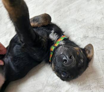 Rescue Mixed Breed Dogs for Adoption in Neillsville, Wisconsin - Wool | PetCurious