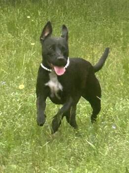 Rescue Labrador Retriever Dogs for Adoption in Houston, Texas - Frida Khalo | PetCurious