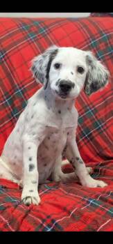 Dalmatian and Cocker Spaniel Dogs Available for Adoption - Icy | PetCurious