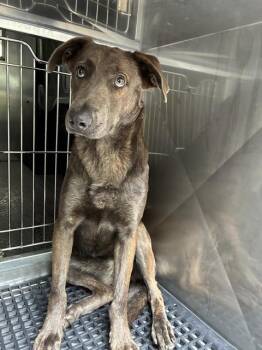 Mixed Breed Dogs Available for Adoption in Dallas, Texas - JUNITA | PetCurious
