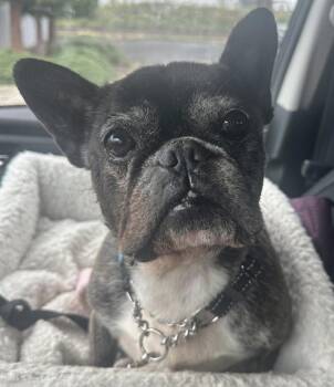 Rescue French Bulldog Dogs for Adoption in Beaverton, Oregon - Sophie | PetCurious