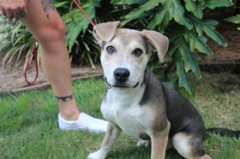 Scoobie -  German Shepherd Dog and Mixed Breed Dog for Adoption in Brunswick, Georgia - Scoobie | PetCurious