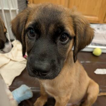 Danny -  Retriever and Collie Dog for Adoption in Minneapolis, Minnesota - Danny | PetCurious