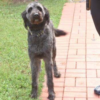 Gunderson -  Poodle Dog for Adoption in Belleville, Illinois - Gunderson | PetCurious