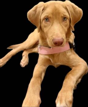 Nugget -  Labrador Retriever and Mixed Breed Dog for Adoption in Little Rock, Arkansas - Nugget | PetCurious