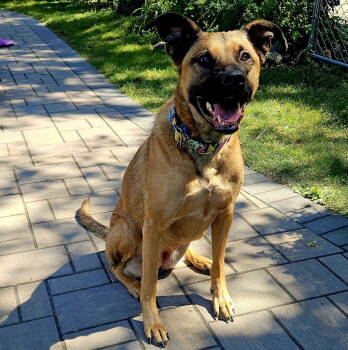 Rescue German Shepherd Dog Dogs for Adoption in Brooklyn Center, Minnesota - Noel | PetCurious