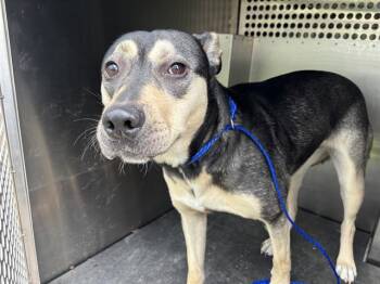 German Shepherd Dog and American Staffordshire Terrier Dogs Available for Adoption in Grand Prairie, Texas - FRANCINE | PetCurious