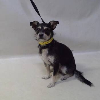 MADDIE -  Miniature Schnauzer and Terrier Dog for Adoption in El Segundo, California - MADDIE | PetCurious