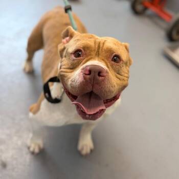 Stallone -  Mixed Breed Dog for Adoption in Sarasota, Florida - Stallone | PetCurious