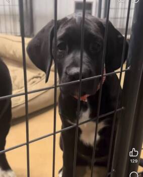 Labrador Retriever and Boxer Dogs Available for Adoption in Saugus, Massachusetts - Karter | PetCurious