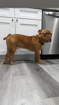 Coffee -  American Bulldog Dog for Adoption in St. Petersburg, Florida - Coffee | PetCurious