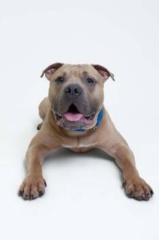 Rescue Pit Bull Terrier and Mastiff Dogs for Adoption in Groveland, Massachusetts - Buck | PetCurious