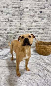 Mixed Breed Dogs Available for Adoption - Natasha | PetCurious